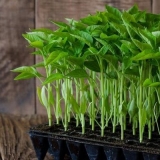 Šta učiniti ako su sadnice prerasle